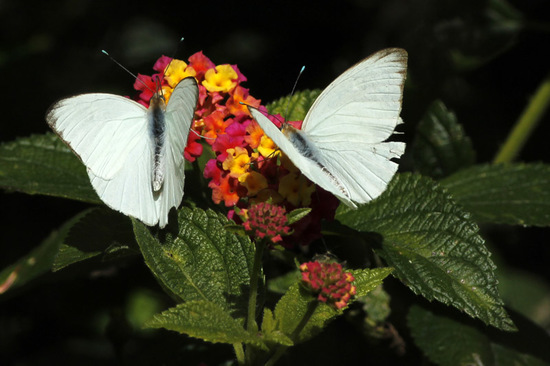Great southern white