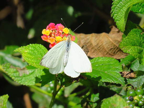Great southern white