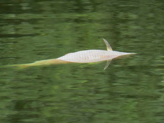 Streaked prochilid