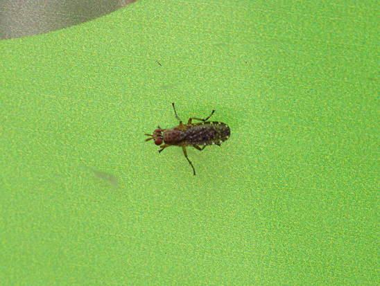 Mosca de pantano