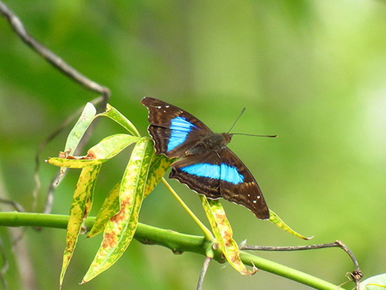 Laurentia Emperor
