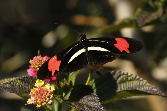 Banded longwing