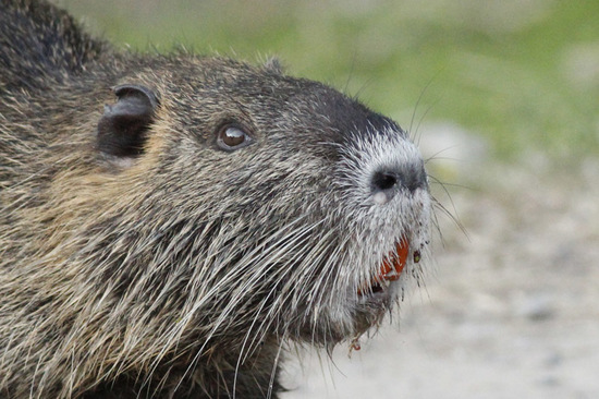 Coypu