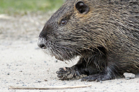 Coypu