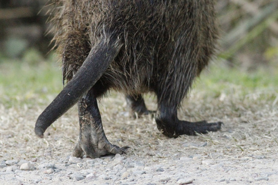 Coypu