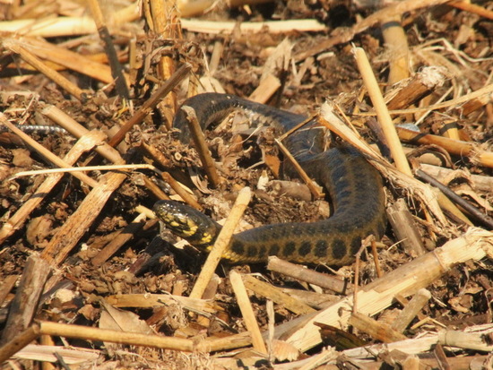 Colubroidean snake