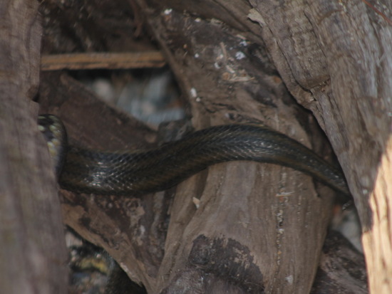 Colubroidean snake