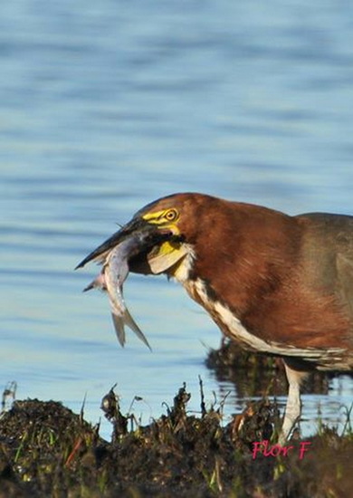 Long-whiskered catfish