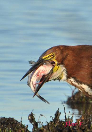 Long-whiskered catfish