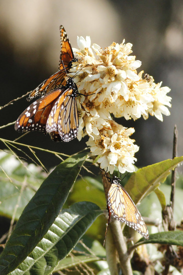 Southern Monarch
