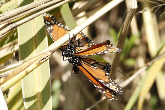 Southern Monarch