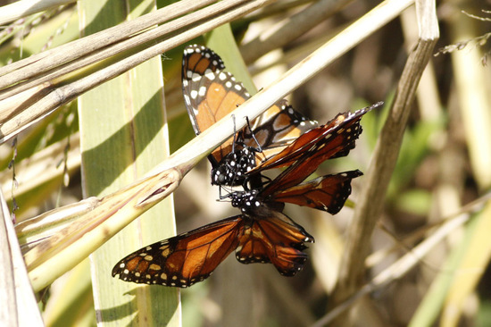 Southern Monarch