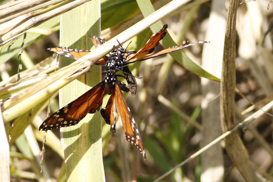 Southern Monarch