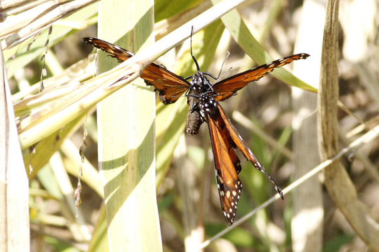 Southern Monarch