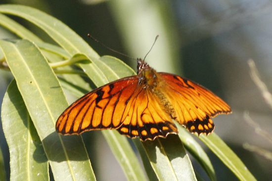 Mexican silverspot