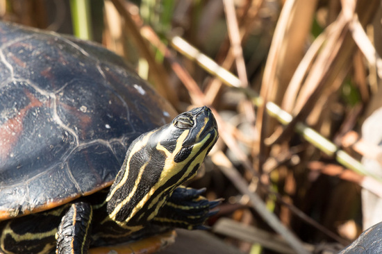 Cooter