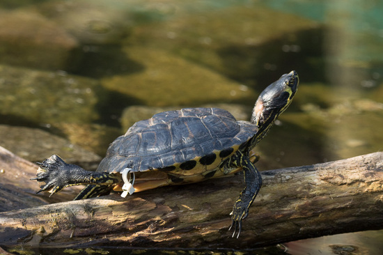 Cooter