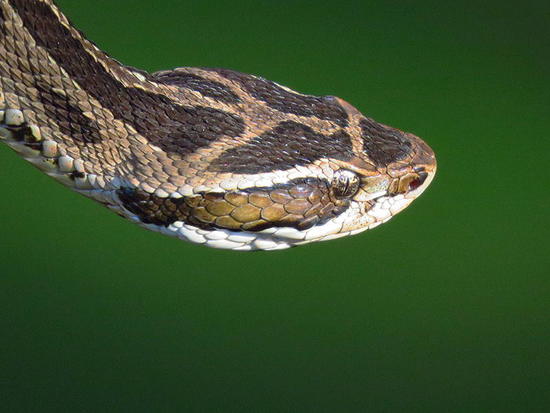 Urutu pit viper