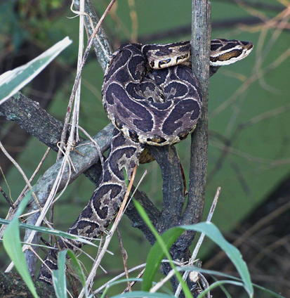 Urutu pit viper