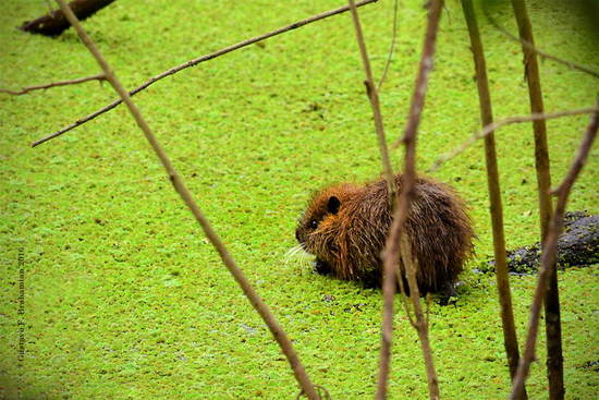 Coypu