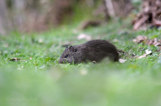 Pampas cavy