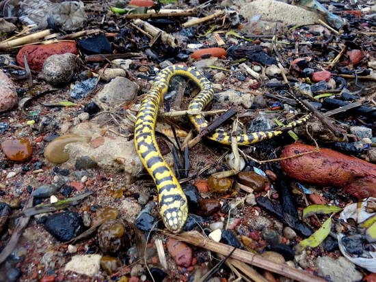 Colubroidean snake