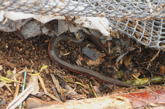 Colubroidean snake