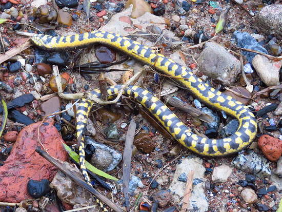 Colubroidean snake