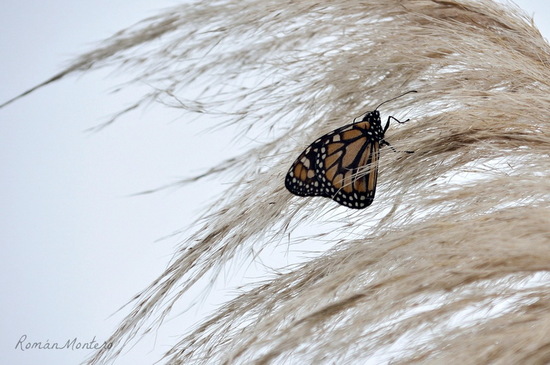 Southern Monarch