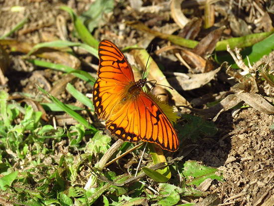 Mexican silverspot