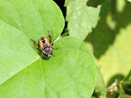 Mosca de las flores