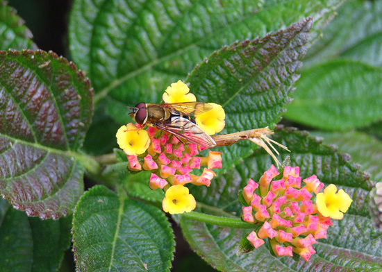 Mosca cernícalo