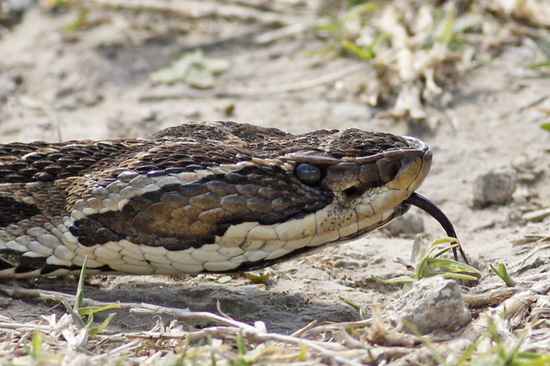Urutu pit viper