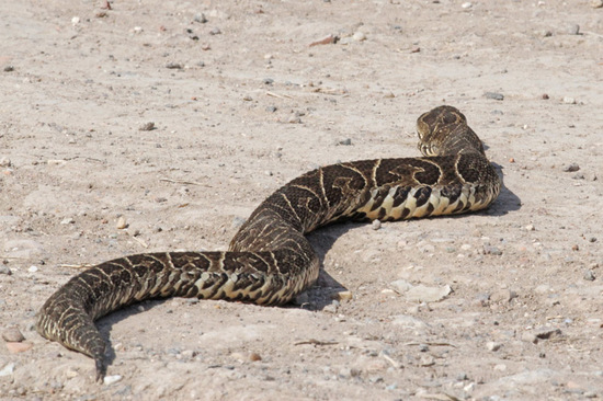 Urutu pit viper