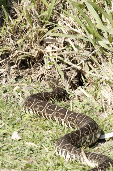 Urutu pit viper