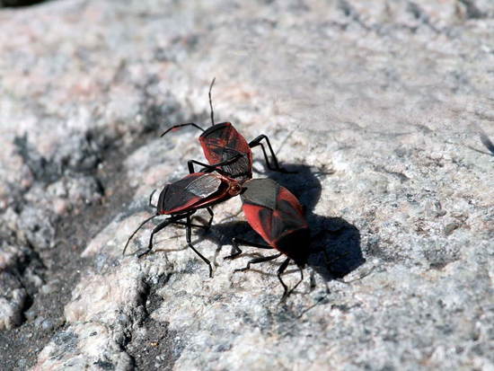 Chinche roja y negra