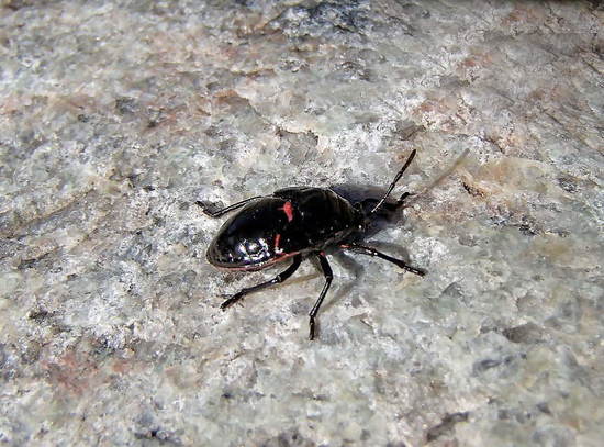 Chinche roja y negra