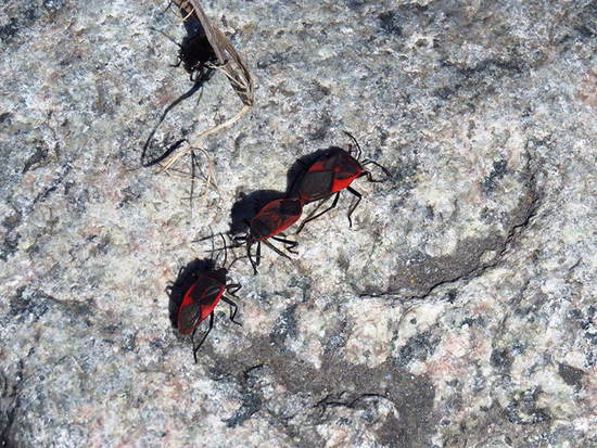 Chinche roja y negra