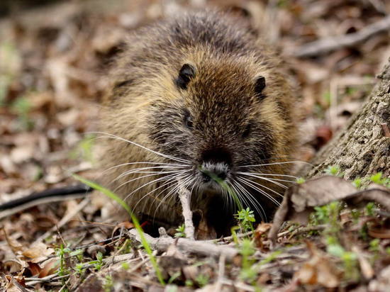 Coypu