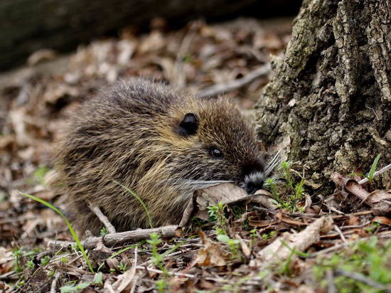 Coypu