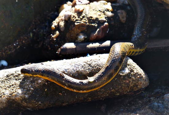 Colubroidean snake