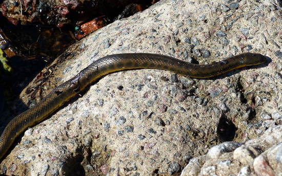 Colubroidean snake