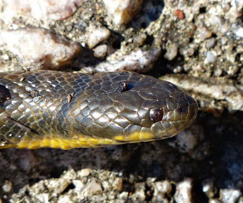 Colubroidean snake