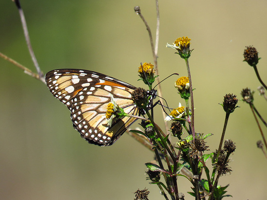 Southern Monarch