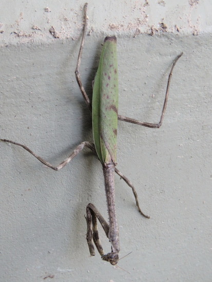 Mantis