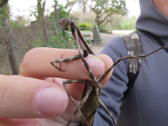 Mantis