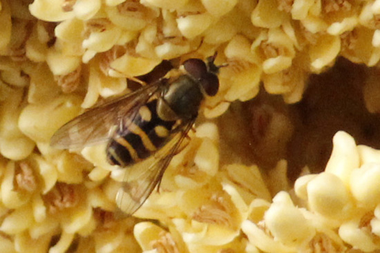 Mosca cernícalo