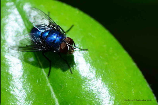 Mosca metalizada