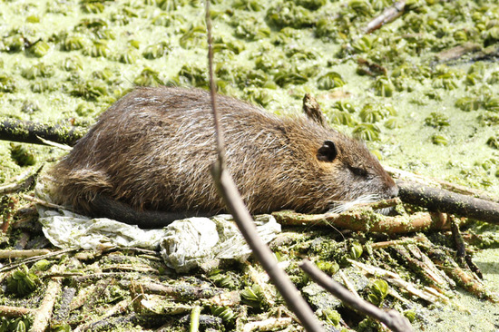 Coypu