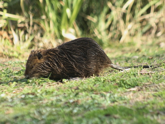 Coypu